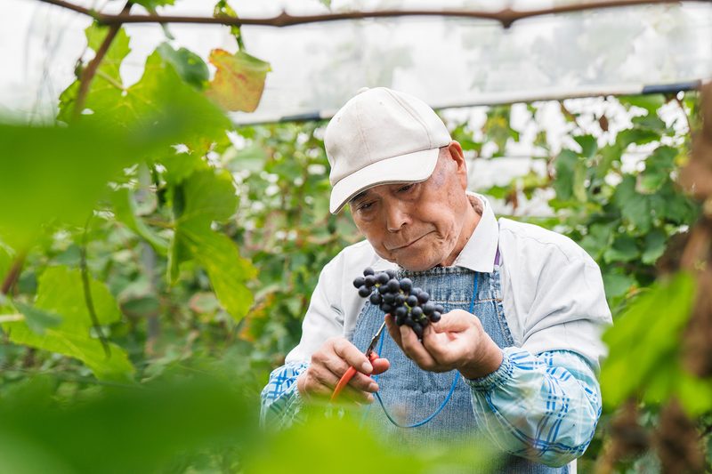 vineyard okayama japan