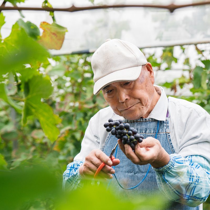 vineyard okayama japan