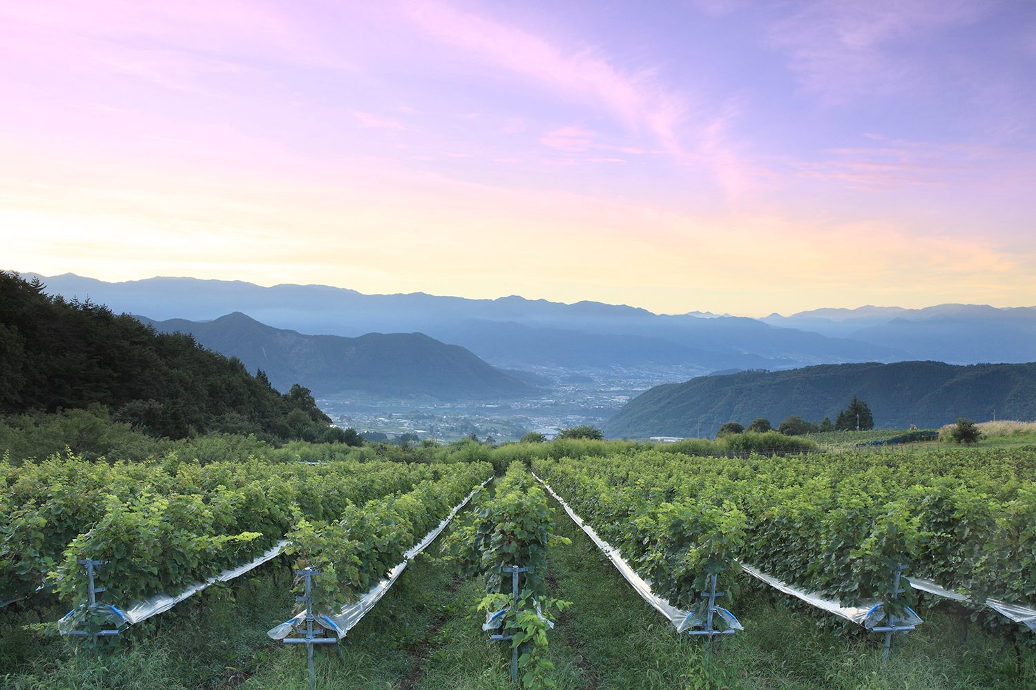 vineyard yamanashi prefecture japan