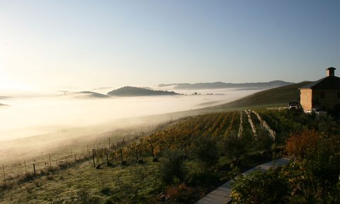 Azari Vineyards