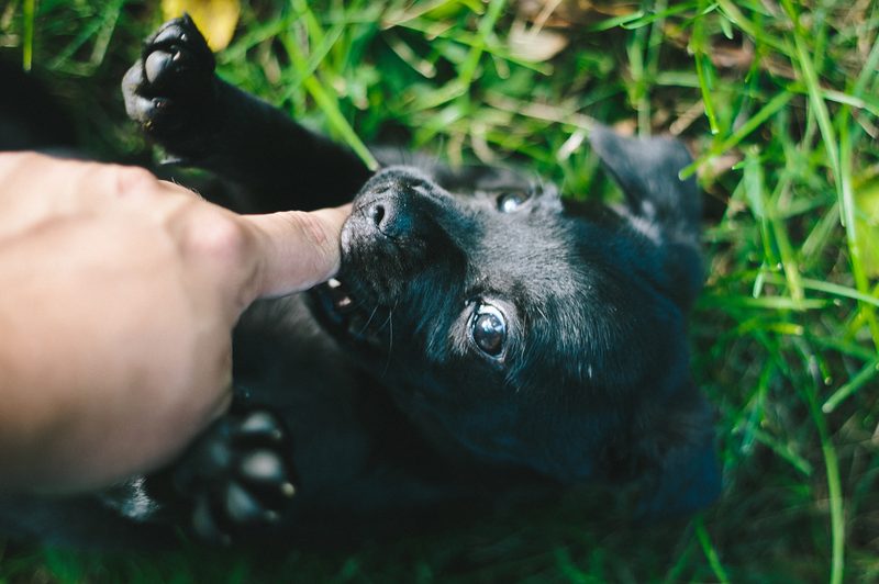playful puppy