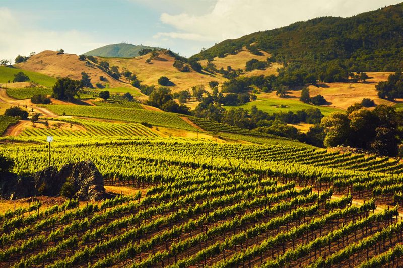 Jackson Family Wines