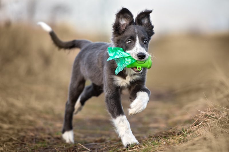 puppy carrying waste bags