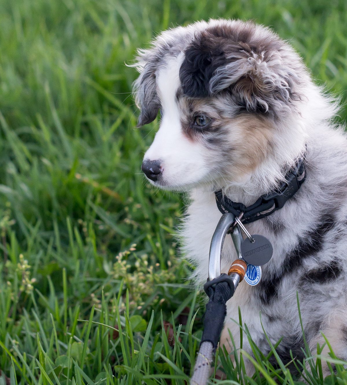 puppy on a leash at the park