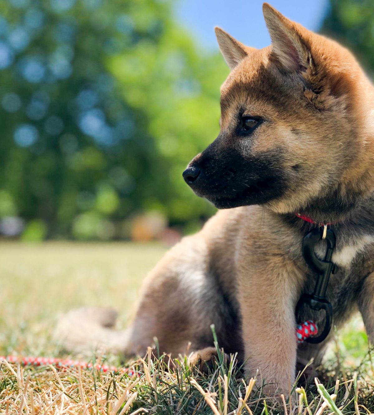 puppy shiba