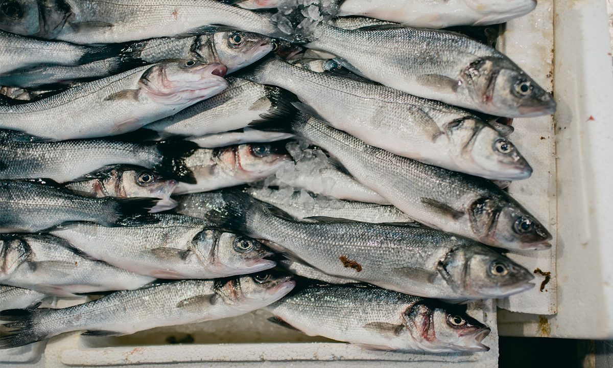 Sardines