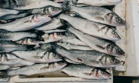 Sardines