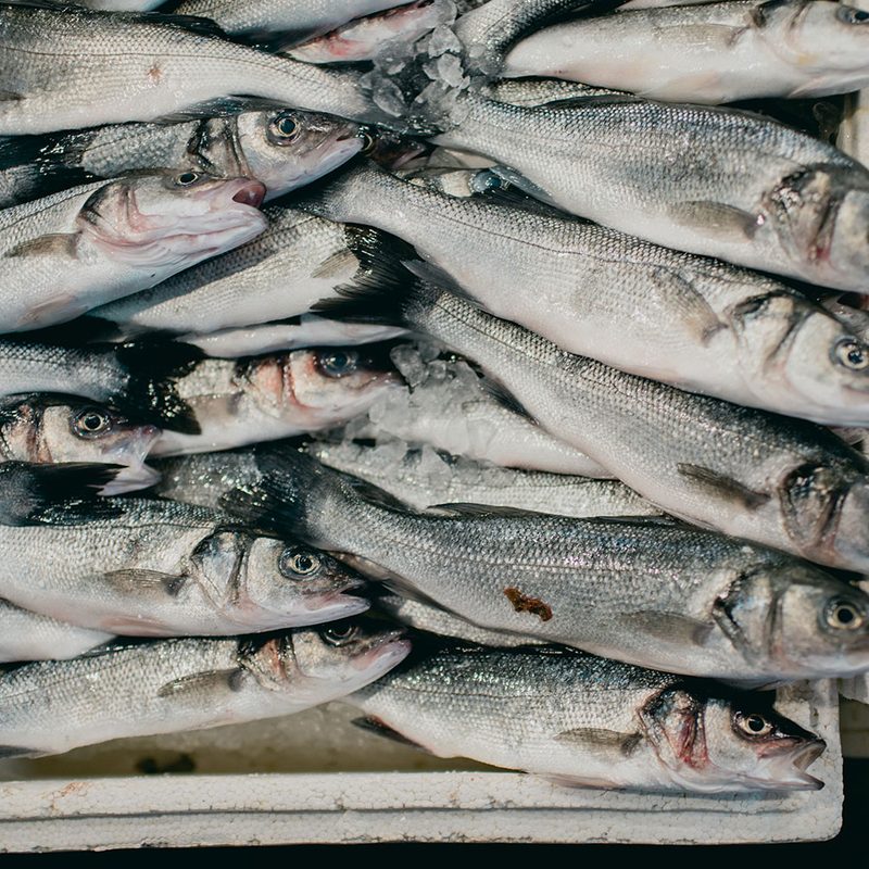 Sardines