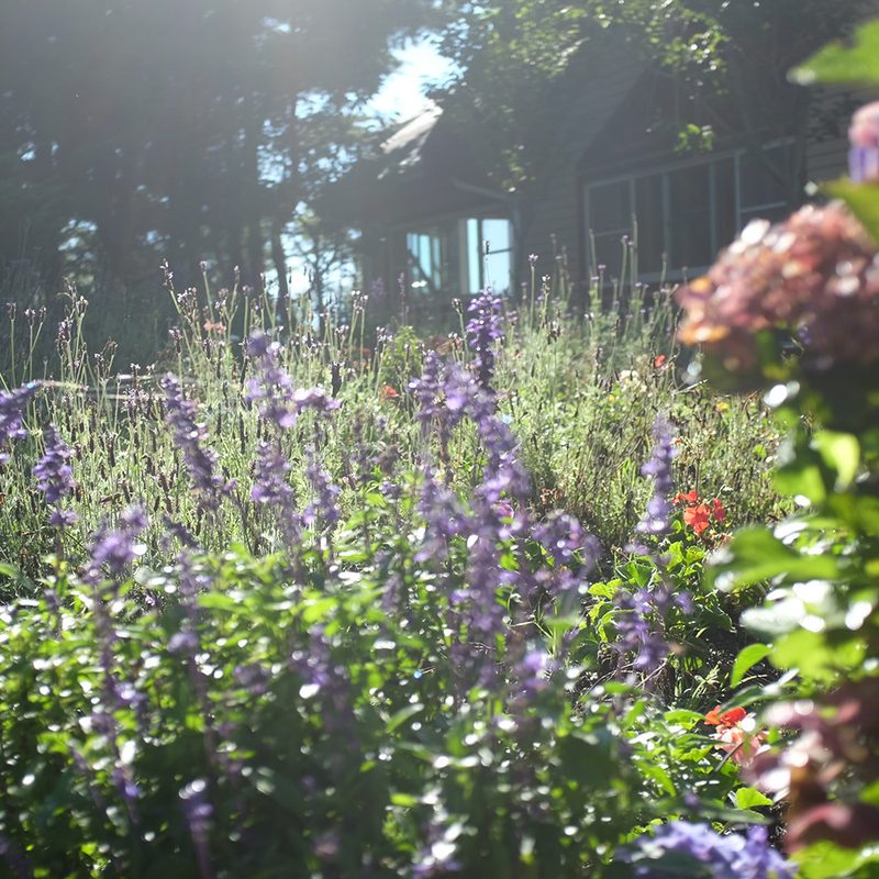 Backyard wildlife sanctuary flowers