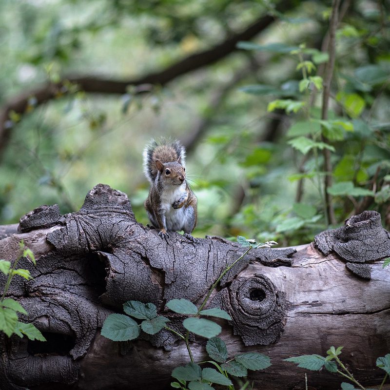Backyard wildlife sanctuary with a squirrel