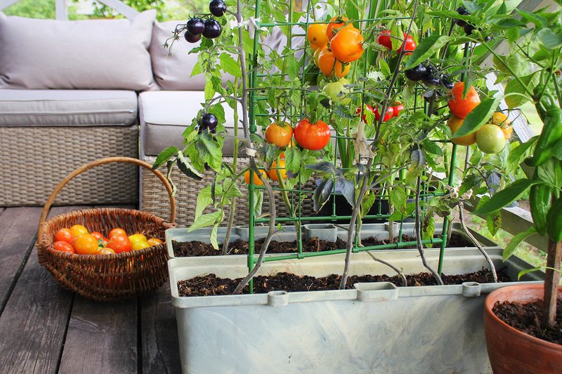 container garden patio