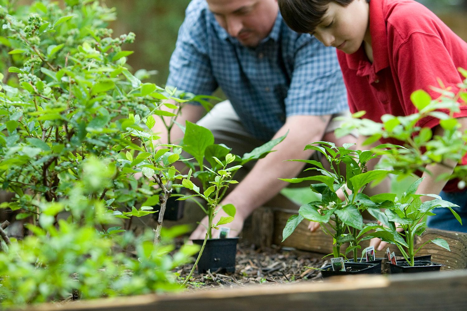 Gardening