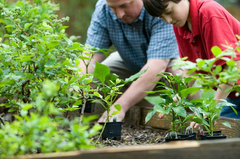 gardening home raise bed
