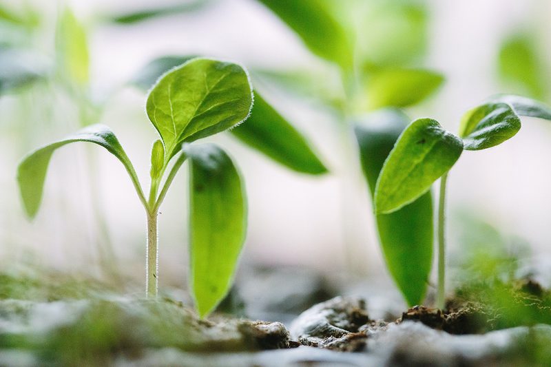 gardening plants sprouts