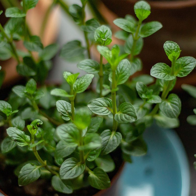 Herb Garden grown inside.