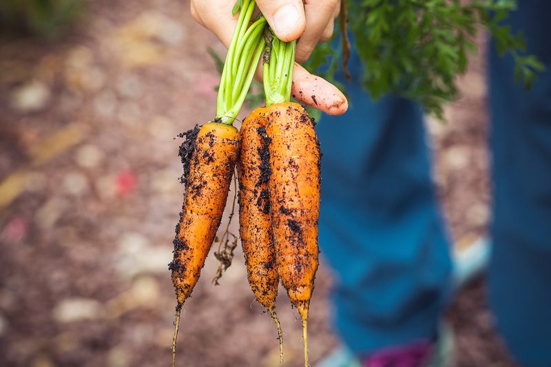home gardening carrots