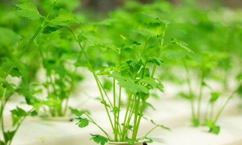 Organic hydroponic vegetable cultivation