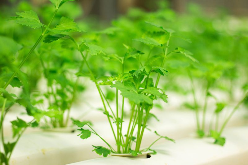 Organic hydroponic vegetable cultivation