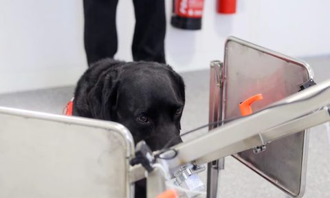 dogs sniff covid 19 travelers medicaldectiondogs bio