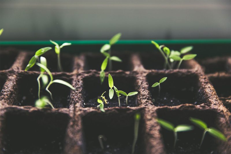 traditional soil grown vegetables