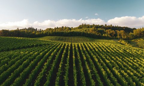 vineyard