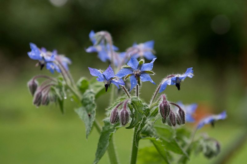 Borage