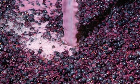 carbonic maceration