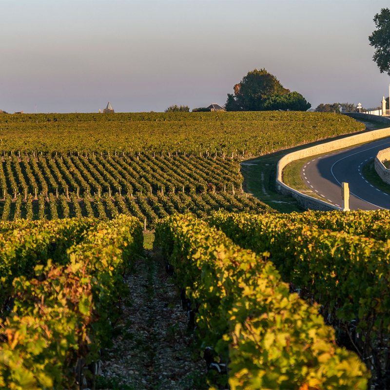 Cru vineyard