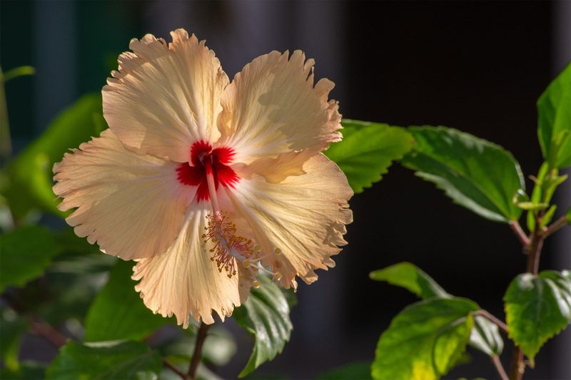 Hibiscus