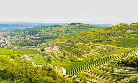 Valpolicella