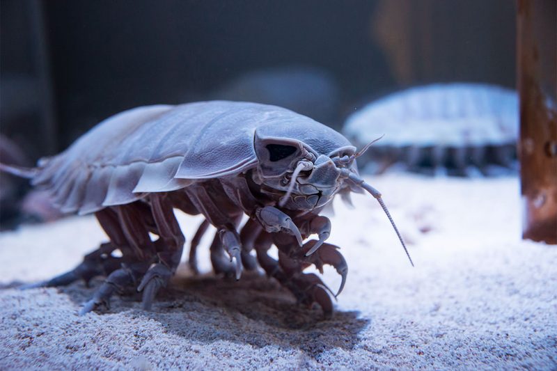 Giant Isopod