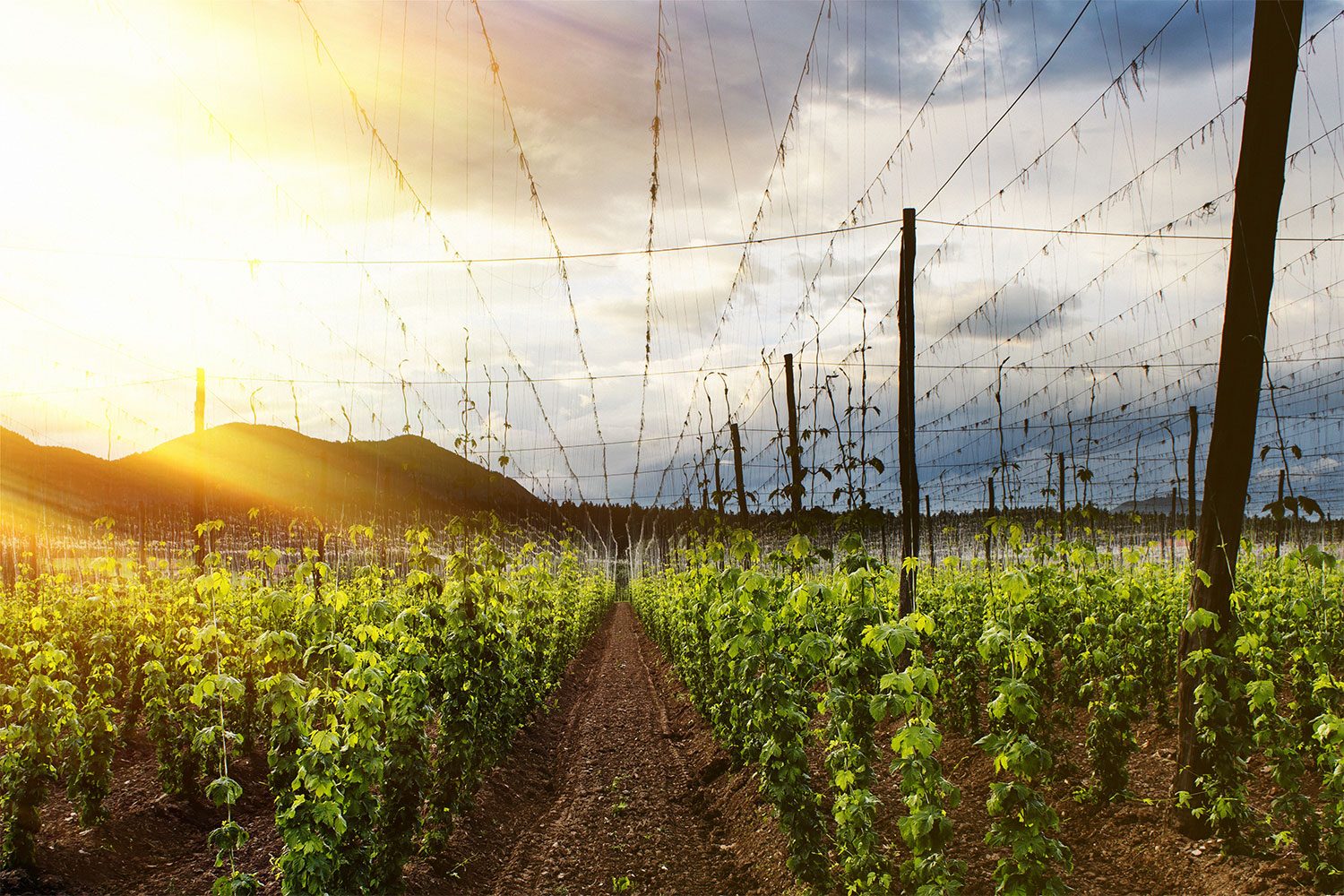 Hop farms.