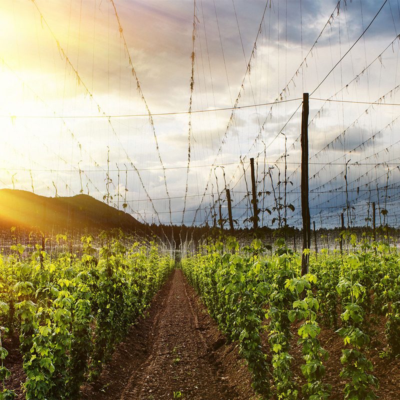 Hop farms.