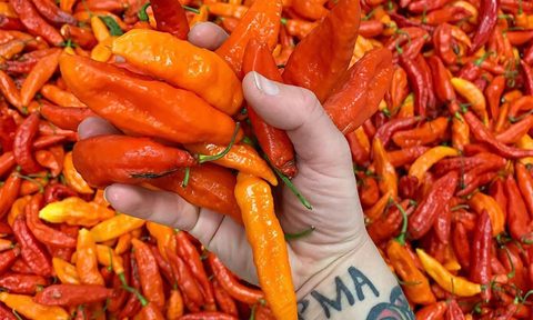 how to make raw fermented hot sauce at home pdpc peppersred