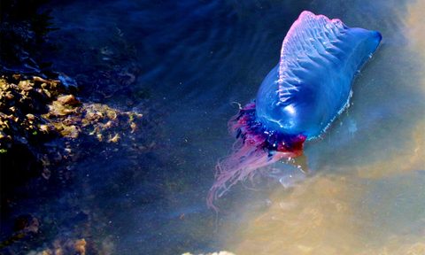 Portuguese Man o' War