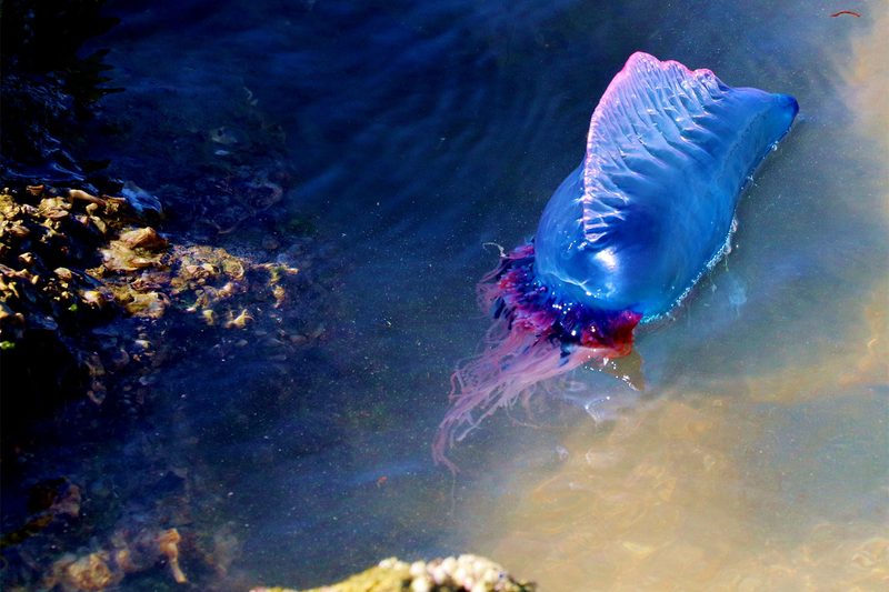 Portuguese Man o' War