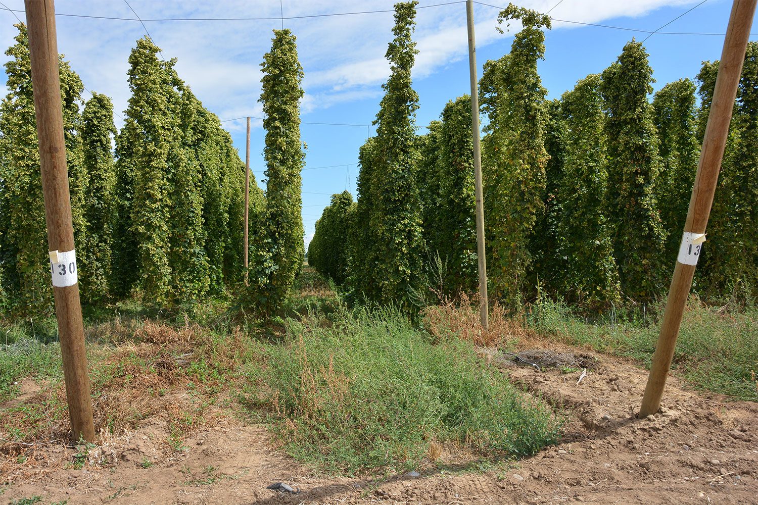 Hops.