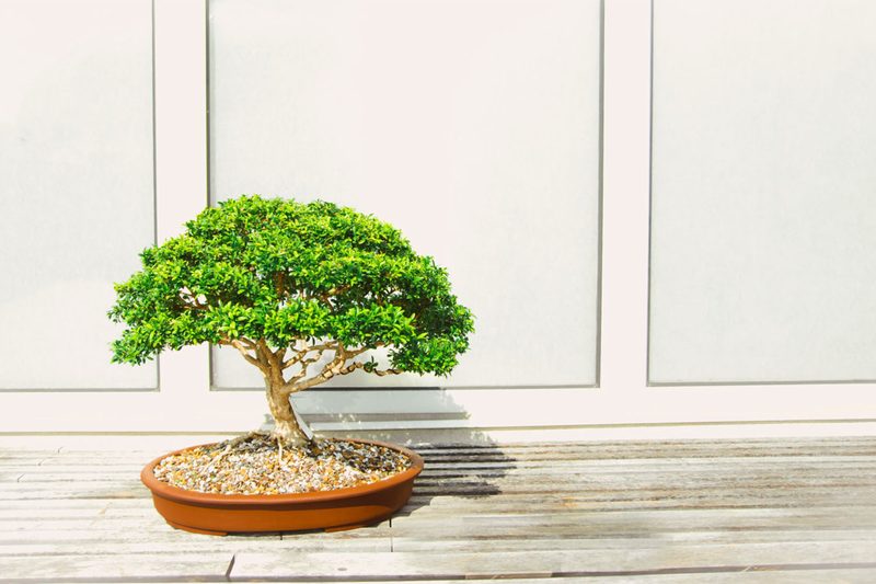 Becoming Minimalist