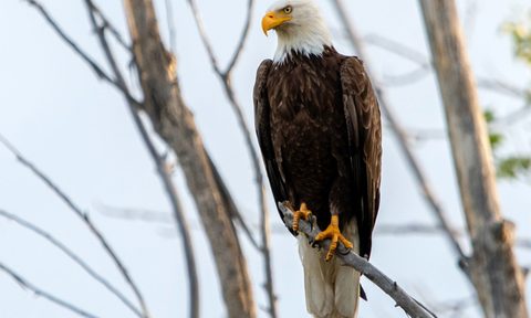 beginners guide to bird watching birdwatching 1
