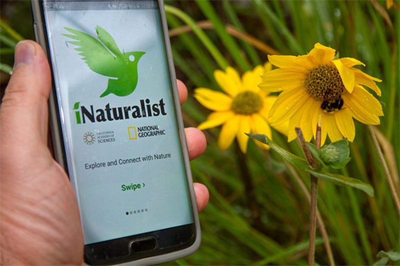 Hand holding a smartphone with the iNaturalist nature app open in front of yellow flowers.