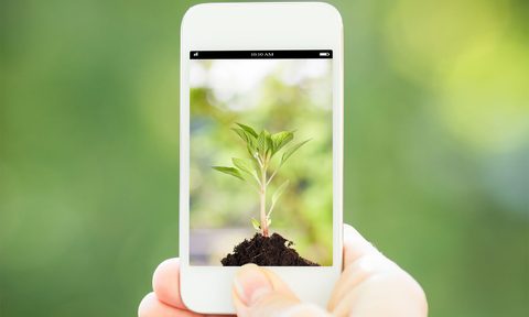 Closeup of a hand holding a smartphone with a picture of a small seedling on the screen.