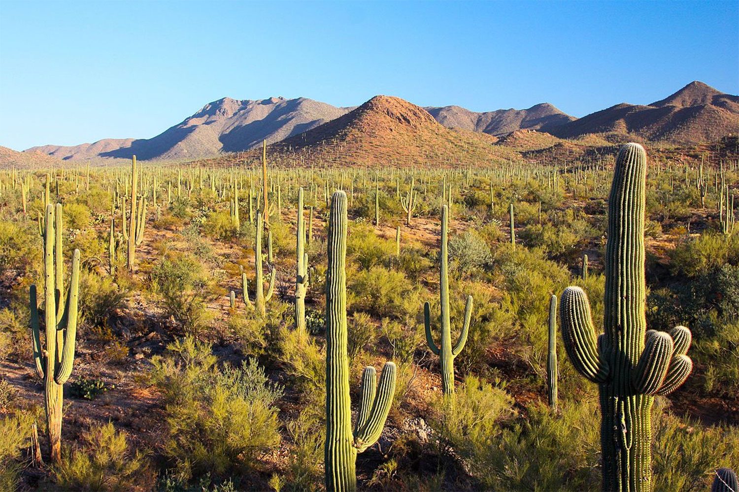 Tall cactus in the Sonoran Desert