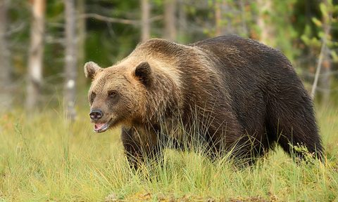 fat bear week