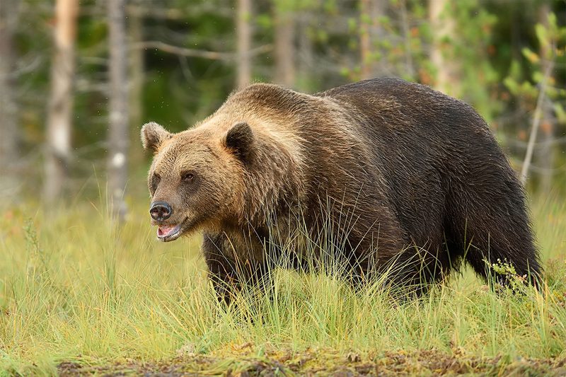 fat bear week