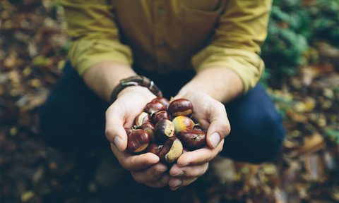 beginners guide to foraging 2