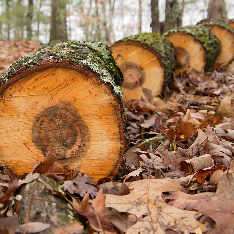 Hickory logs