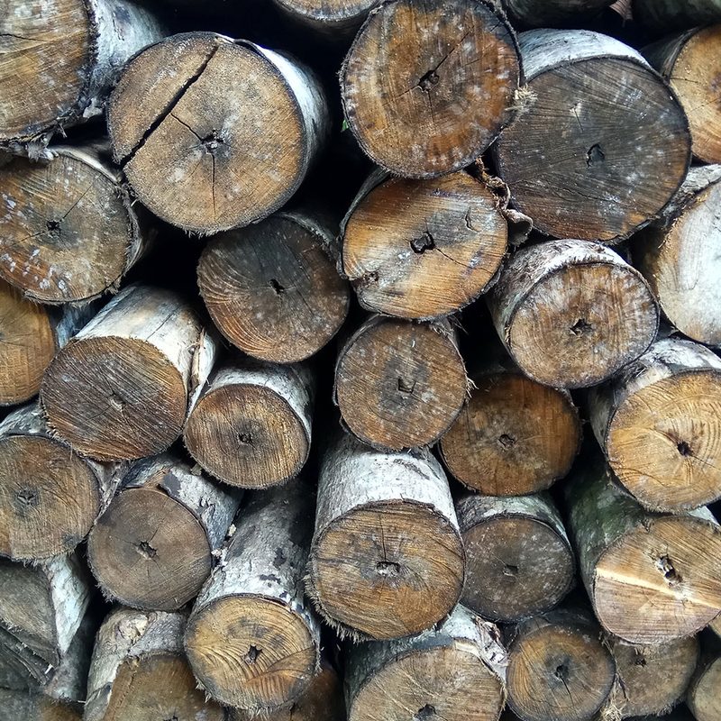 Moldy wood in a stack