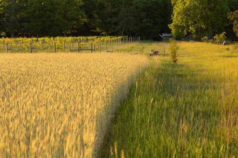 Non-GMO Spirit
