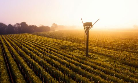 Sangiacomo Vineyards