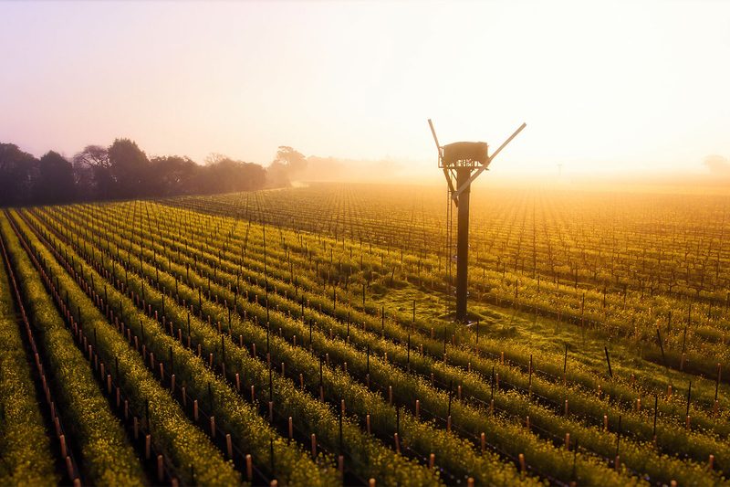Sangiacomo Vineyards